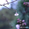 雨と桜・・・②