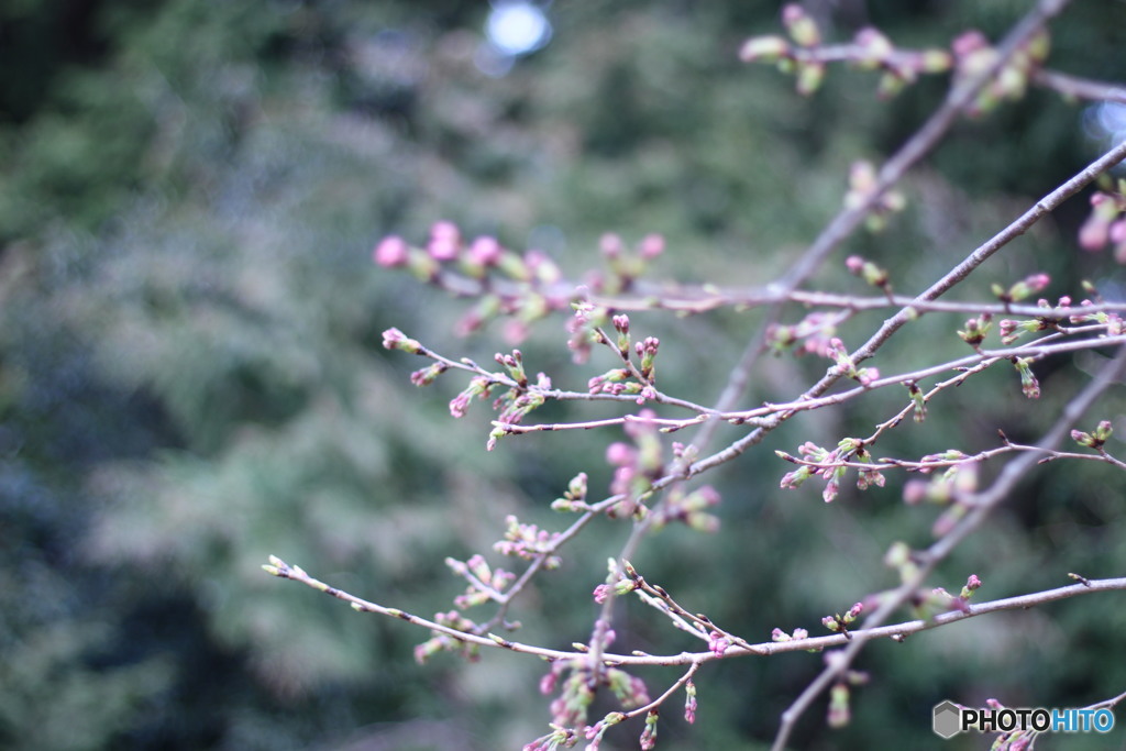 これは桜