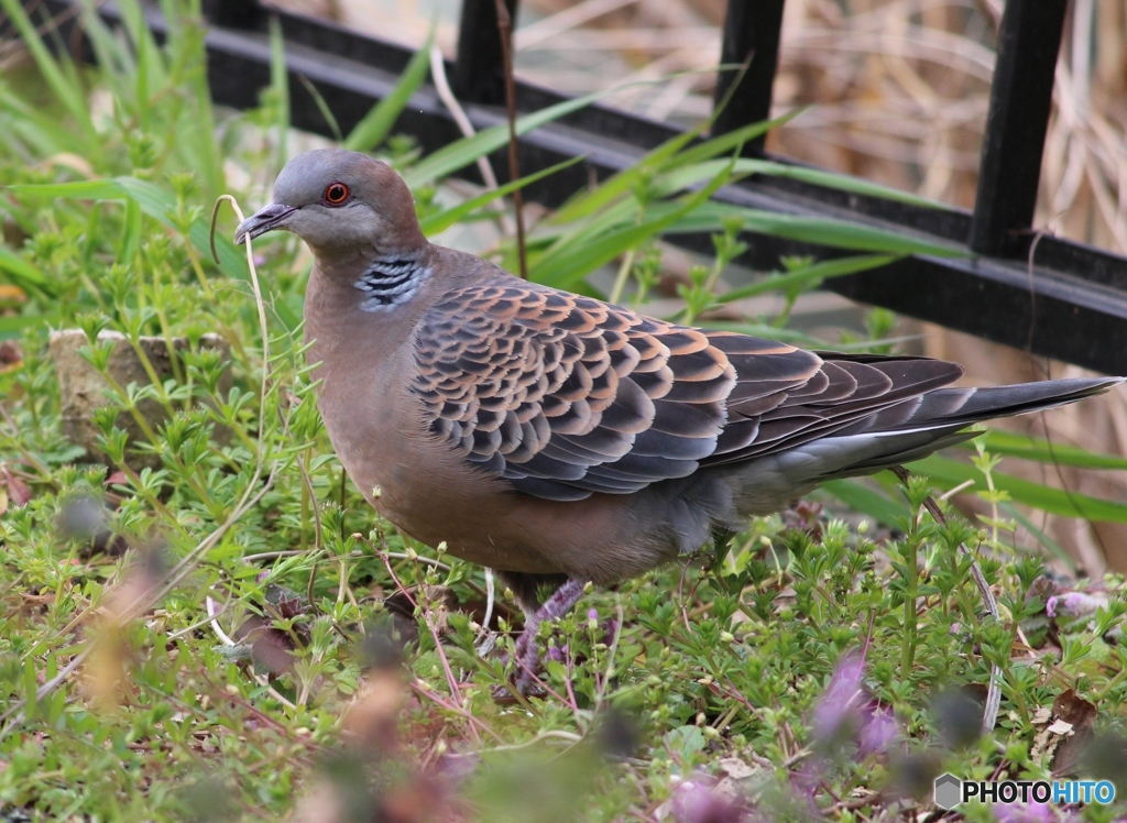 今日の鳥☆③