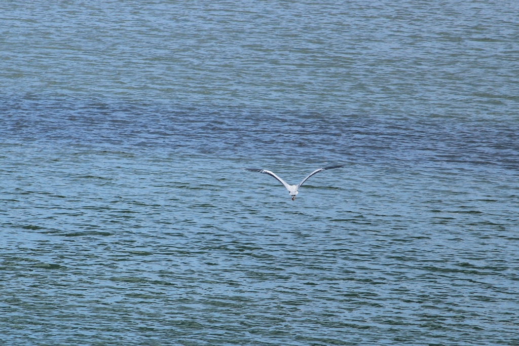 鳥・カモメ？？？