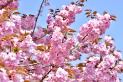 八重桜