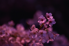 夜桜