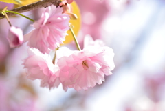 八重桜