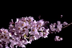 夜桜
