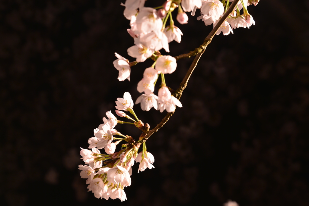 夜桜