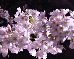 夜桜
