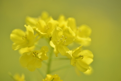 菜の花