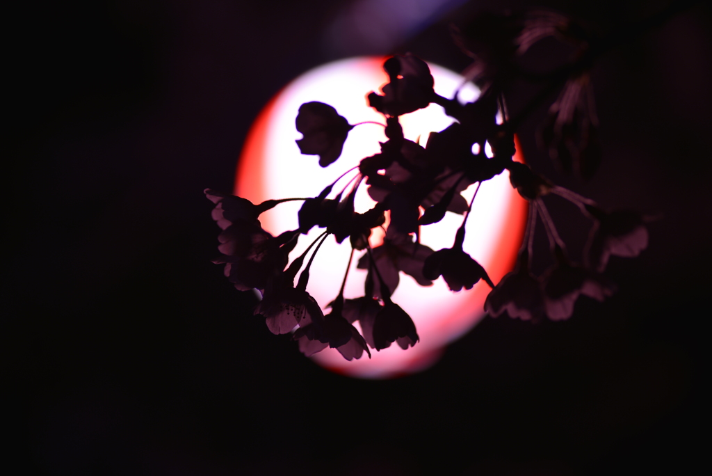 夜桜