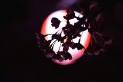 夜桜