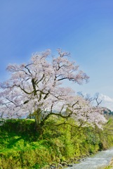 エドヒガン桜