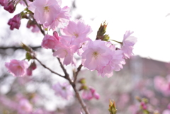 桜