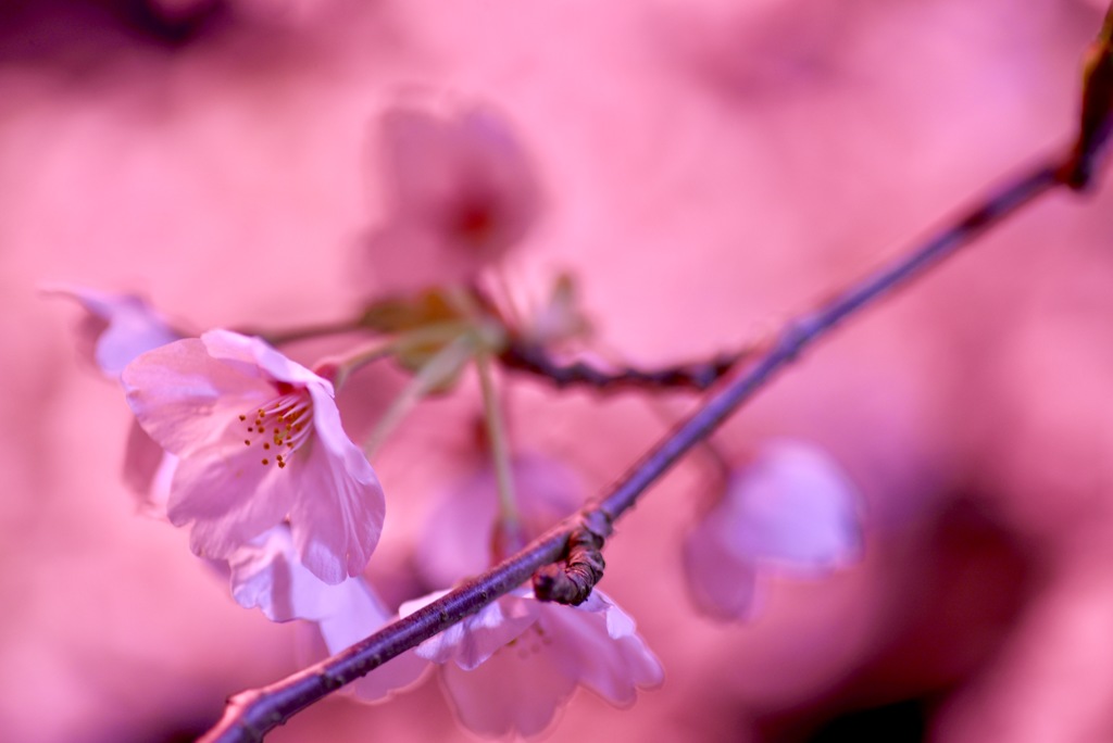 桜