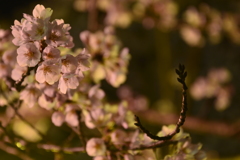 夜桜
