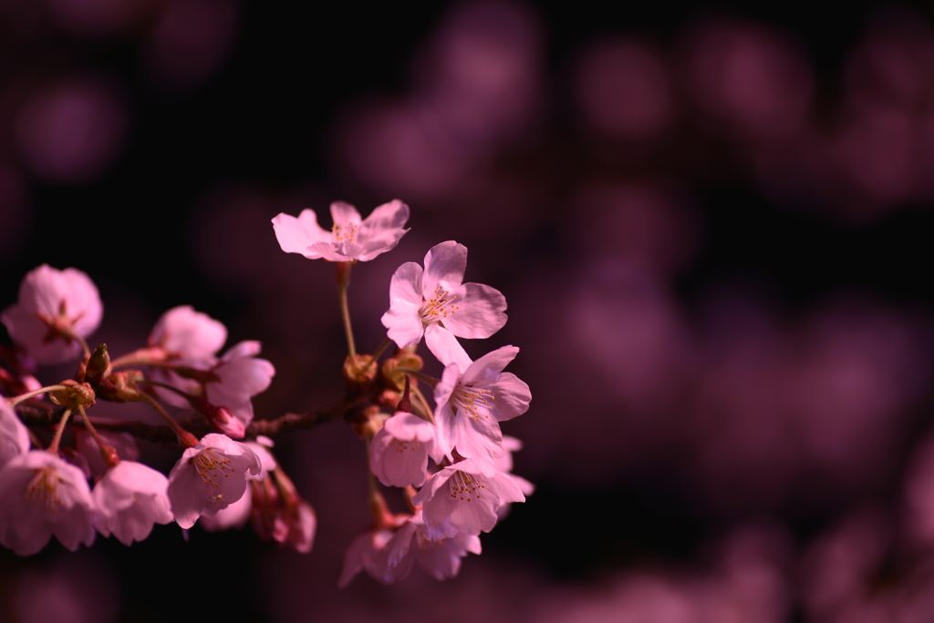 夜桜