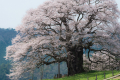 醍醐桜