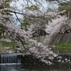 夙川河川敷