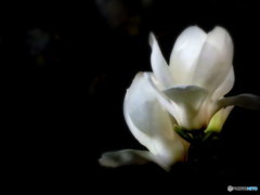 白木蓮　（別名コンパスフラワー）