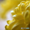 祖母を思い出す花