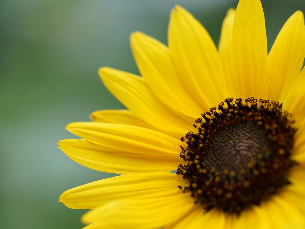 まだまだ元気に咲いてます　♪
