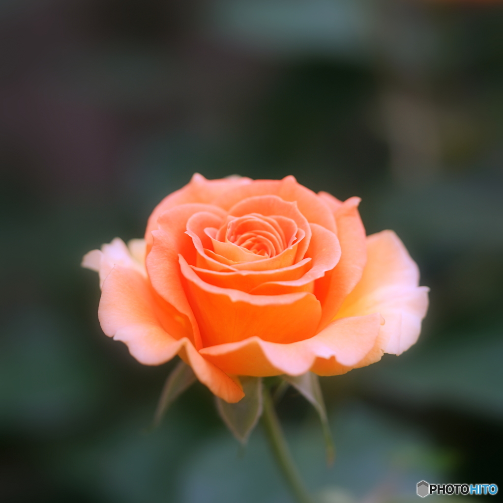 西洋人的焦点で撮影した薔薇