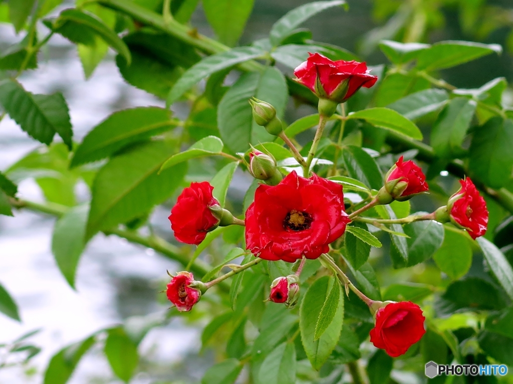 園内を彩る赤い花