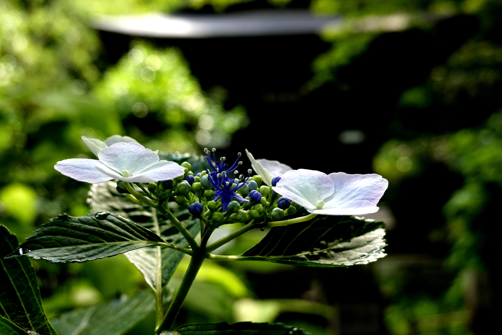 紫陽花がお寺で重宝された理由