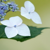 紫陽花物語