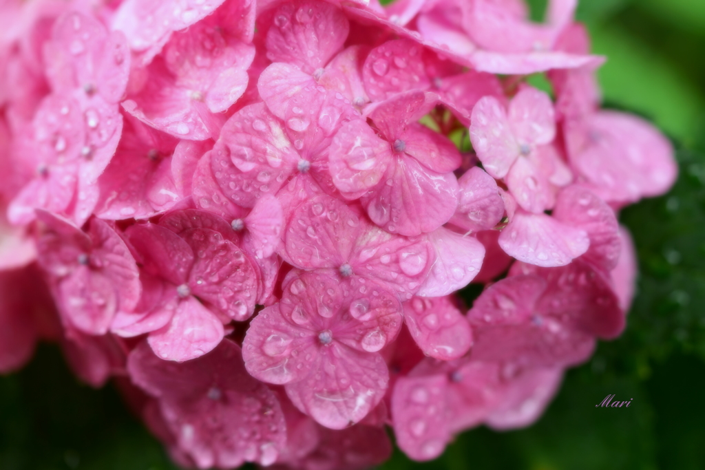 雨の日感謝セール ♡