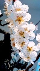 花だけ見つめてください