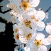花だけ見つめてください