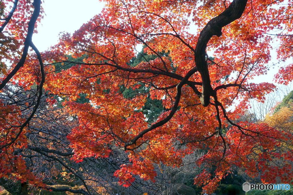 300年の歴史を誇る日本最古の植物園