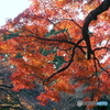 300年の歴史を誇る日本最古の植物園