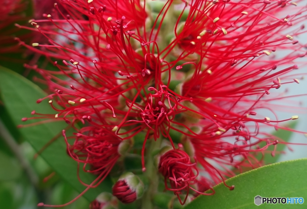 我が家のバルコニーを飾るちょっと変わった植物