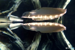 分身の術ができれば・・・