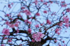 花桃便り ♪