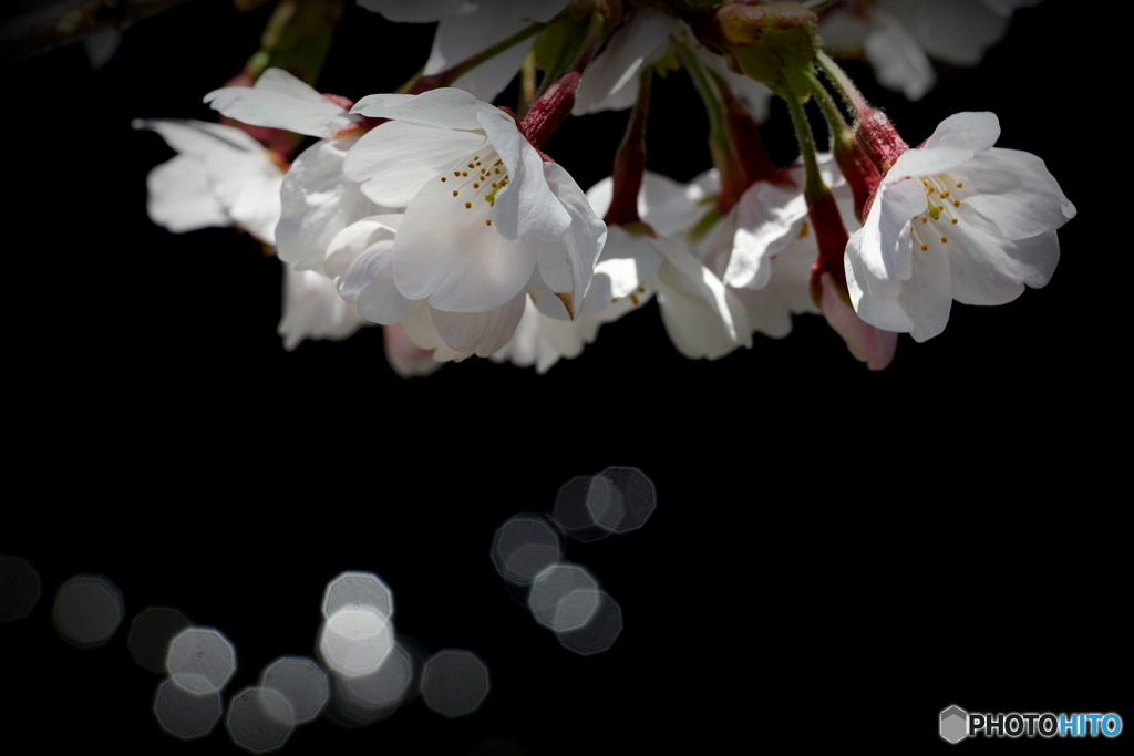 桜の涙