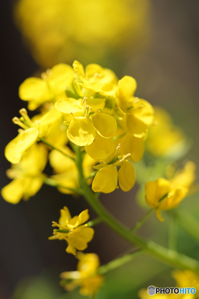 心が弾む、春の花