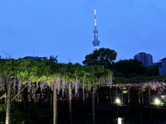 濡れ場のヒロインが藤の花なら、お相手は背の高いダンディなあのお方