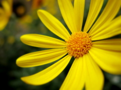 黄色の花