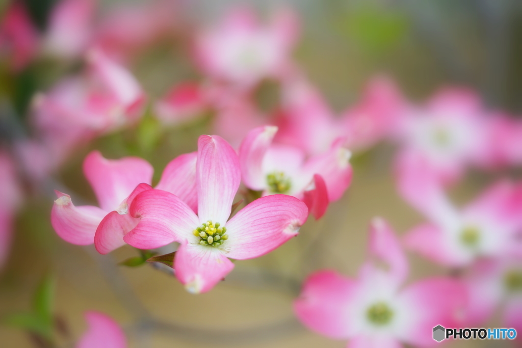 上から花ミズキ