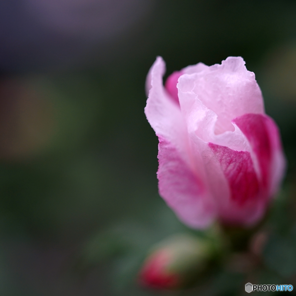 お花を披露する前にヒントの画像を・・・♪