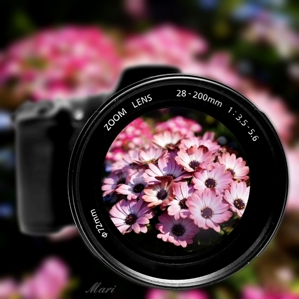 写真に写りたいお花の皆様は、こちらへ全員集合！