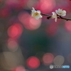 春告草