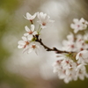 桜パワー満開 ♪