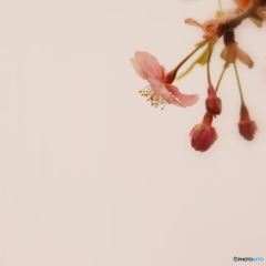 河津桜、開花しましたよ～♪