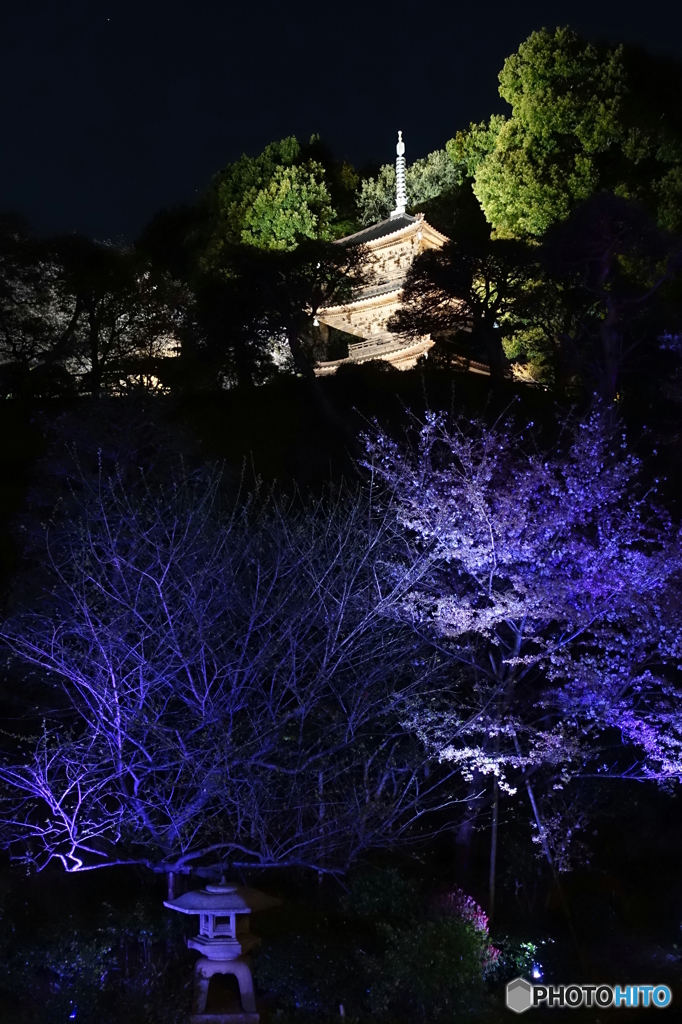 夜桜のライトアップを独り占め♪