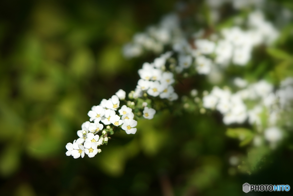 春の訪れを告げる花