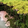 藤の花筏