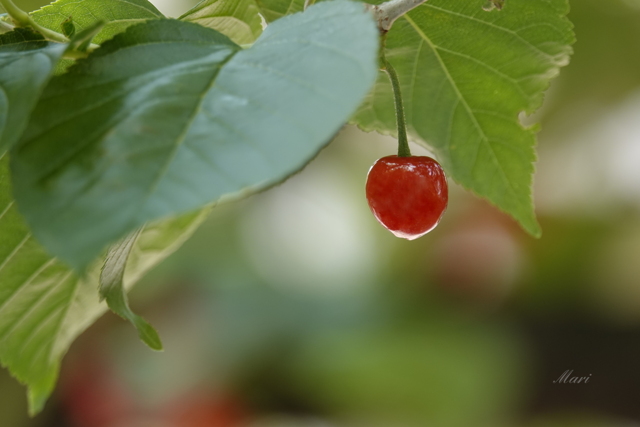 食べ物・飲み物写真集