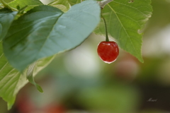 夏の訪れを告げる赤い宝石